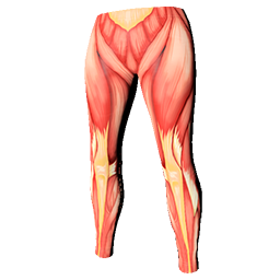 Skin: Muscle Leggings